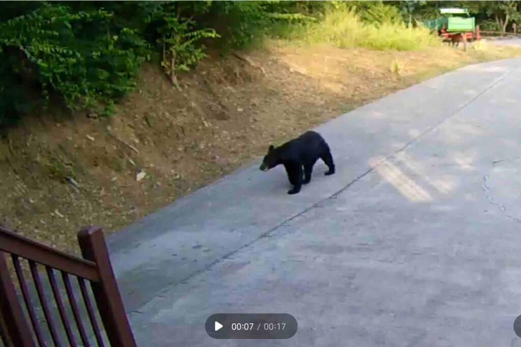 Bear Country Cabin Севьервилл Экстерьер фото